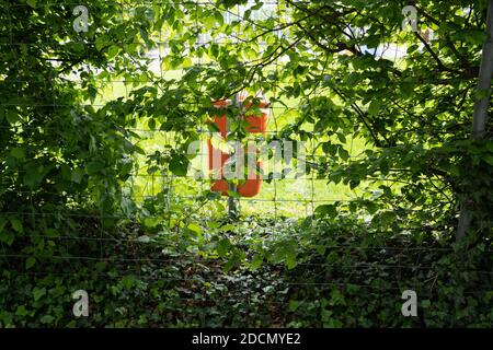 Orange Mülltonne hinter Zaun von grünen Büschen und Wiese des öffentlichen Parks. Licht und Schatten. Stockfoto