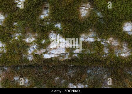 Grünes Moos auf Kalkstein. Nahaufnahme. Stockfoto