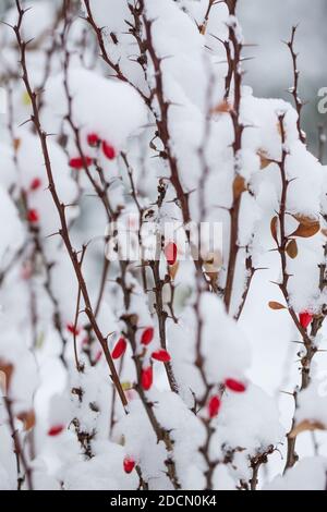 Zweig von Berberis thunbergii mit Schnee bedeckten Früchten. Stockfoto