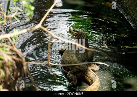 Eine riesige Warane, die in einem flachen Monsunabfluss mit Wasser kriecht. Stockfoto