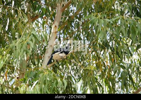 Ein orientalischer Hornvogel, der auf einem Eukalyptusbaum thront. Stockfoto