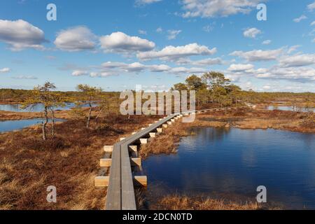 Sumpf Kakerdaja in Estland im Herbst. Marschland ist mit Waldwegen ausgestattet. Stockfoto