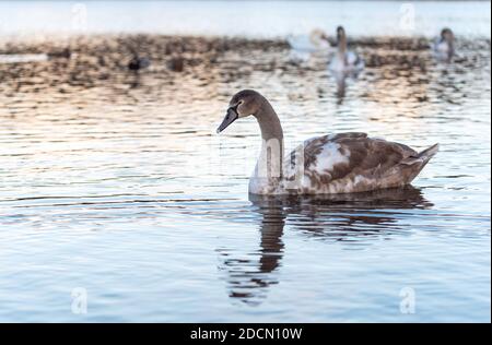 Junger grauer und weißer stummer Schwan (Cygnus olor) an einem See. Volle Spiegelung des Vogels im Wasser. Swan wechselt sein Gefieder von grau zu weiß. Stockfoto