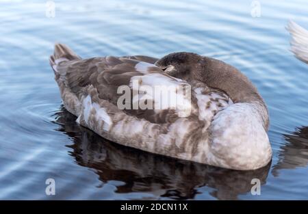 Der junge graue und weiße Stumme Schwan (Cygnus olor) schläft an einem See. Vogel ändert sein Gefieder von grau zu weiß. Stockfoto