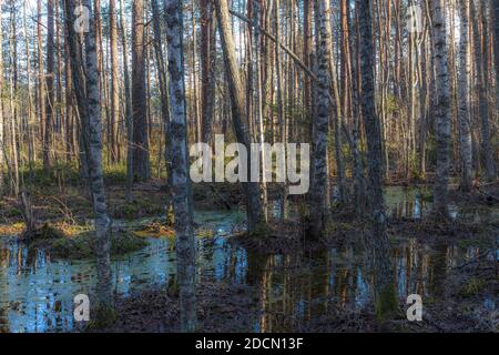 Birken im Waldsumpf Stockfoto