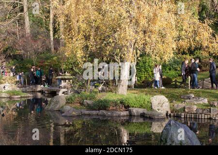 UK Weather, London, 22 November 2020: An einem sonnigen Sonntag in London strömen Menschen in den Holland Park, wo sich Schlangen im Kyoto Garden bildeten und Besucher Eichhörnchen und Pfauen fotografierten.nur wenige Menschen trugen Gesichtsmasken, aber die meisten versuchten, sich sozial zu distanzieren. Für morgen (Montag) sind Ankündigungen über ein neues Tier-System von Covid-Restriktionen geplant, das nach Abschluss der aktuellen Sperre am 2. Dezember eingeführt werden soll. Anna Watson/Alamy Live News Stockfoto