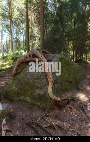 Kiefernwurzeln in wachsen über dem Stein in der Wald Stockfoto