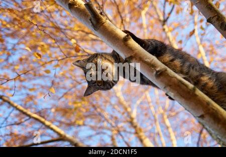 Graue Katze beobachten von einer Birke aus Stockfoto