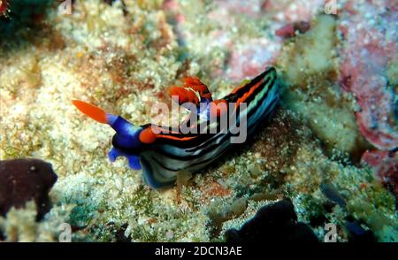 Farbenfrohe Meeresschlampe, Komodo, Indonesien Stockfoto