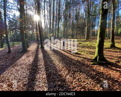 Eine Frau geht im Herbst durch den Wald, Baden im Wald oder shinrin-yoku am 22. November 2020 in Pfaffenhofen a.d.Ilm, Bayern, Deutschland. Waldbad – hat die Macht, Krankheiten wie Krebs, Schlaganfälle, Magengeschwüre, Depressionen zu begegnen. Der Begriff entstand in Japan in den 1980er Jahren als physiologische und psychologische Übung namens shinrin-yoku ("Waldbaden" oder "im Wald nehmen). © Peter Schatz / Alamy Stock Photos MODELL FREIGEGEBEN Stockfoto