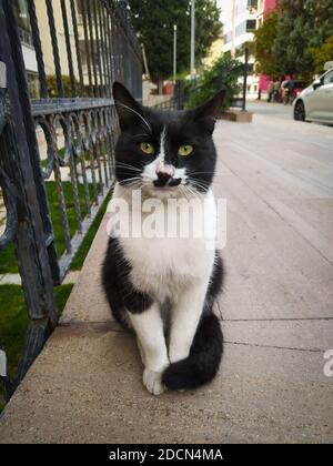Eine Katze, die für ein Fotoshooting posiert Stockfoto