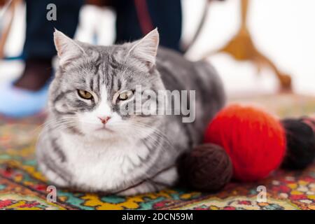 Eine graue Katze liegt auf einem Teppich neben Wolle Gewinde Stockfoto