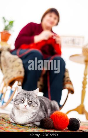 Eine graue Katze liegt auf dem Teppich neben Wollfäden, im Hintergrund Großmutter strickt Stockfoto