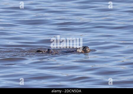 Seeotter in Moss Landing, Kalifornien Stockfoto