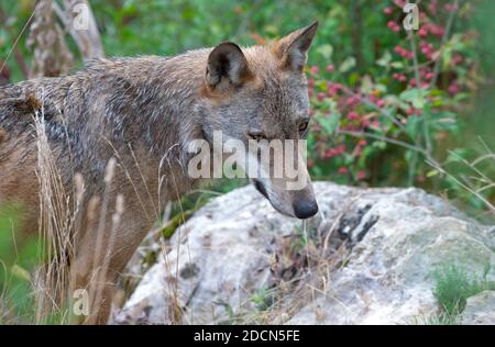 Der Wolf in der Fauna von Civitella Alfedena, Abruzzen, Italien Stockfoto