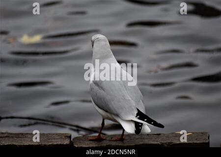 Lachmöwe sitzt auf einem Stein am Ufer von Ein See Stockfoto