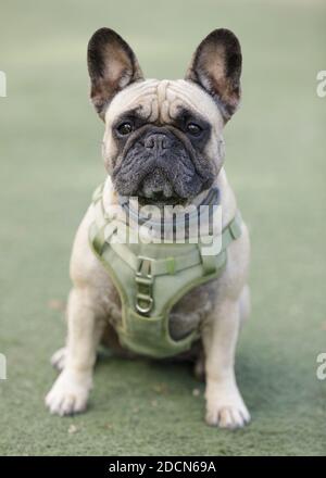 5-jährige weibliche Fawn Französin sitzen und Blick auf Kamera. Stockfoto