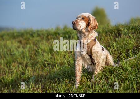 Orange Belton English Setter Jagdhund trägt ein braunes Geschirr, das an einem sonnigen Tag im Gras sitzt. Stockfoto