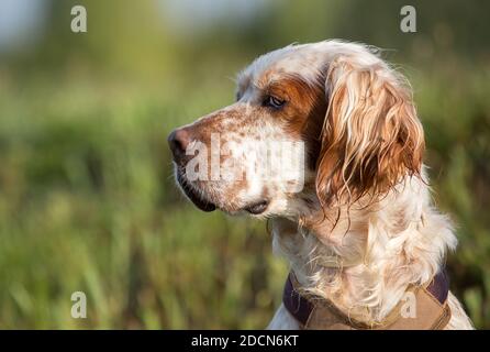 Profilportrait eines Orange Belton English Setter Jagdhundes mit braunem Geschirr. Stockfoto