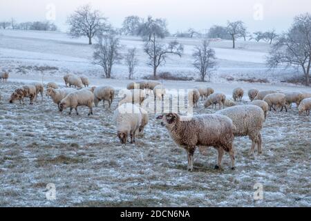 Herde von Schafen mit Frost in ihrem Fell Weiden auf einer schneebedeckten Weide an einem kalten und nebligen Wintermorgen. Stockfoto