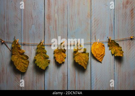 Verwelkte Eichenblätter hängen am Garn an blauem rustikalem Holzbrett. Herbstkonzept Stockfoto