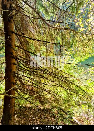 Schöner gemischter Baumwald im Frühjahr mit strahlender Sonne Durch die Bäume Stockfoto