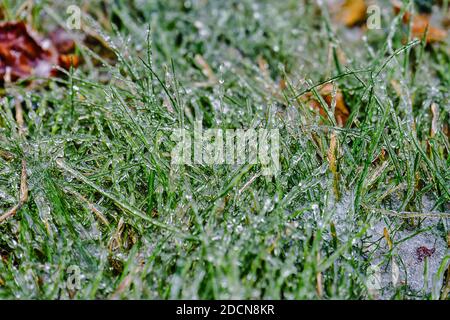 Natürlicher Hintergrund aus dem grünen Gras im Eis Stockfoto