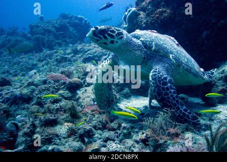 Grüne Schildkröte, Chelonia mydas leben bis 70 Jahre. Sie schlüpfen aus im Sand gelegten Eiern und kehren 30 Jahre später zum selben Strand zurück, um ihre eigenen Eier zu legen. Stockfoto