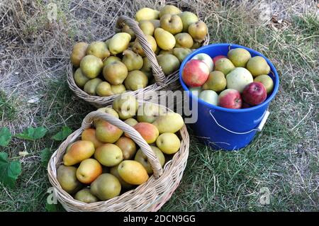 Frisch geerntete reife verschiedene Bio-Äpfel und Birnen im Gemüsegarten, Blick direkt unten Stockfoto