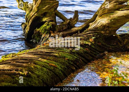 Nahaufnahme eines toten Baumes, der am Ufer liegt Eines Sees Stockfoto