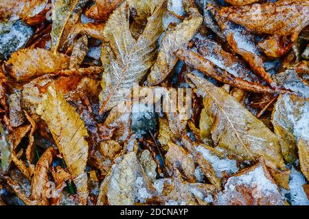 Natürlicher Hintergrund aus den Herbstblättern zwischen den Schneeflocken Stockfoto