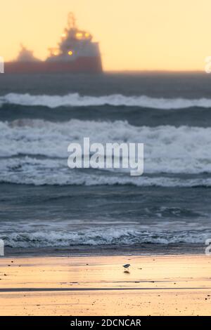 Kleiner Vogel, der am Strand auf der Suche nach etwas zu essen geht, weit weg großes Schiff dagegen Stockfoto