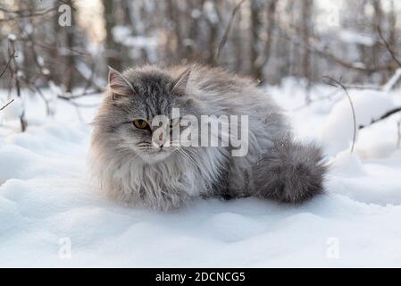 Nette Katze auf dem Schnee. Mürrische Langhaarkatze im Winterpark. Stockfoto