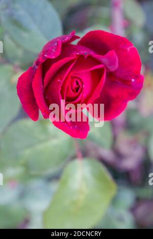 Rote Rose im Tau wächst im Garten hinein Sommer Stockfoto