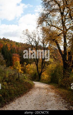 Hügeliger Wald im Herbst Blattfarben mit Schotterweg hinein schwäbische alb in deutschland Stockfoto