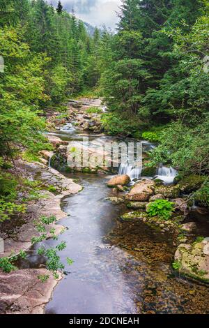 Spindleruv Mlyn (Spindlermühle): Bachgalle Labe (Weißwasser, Weiße Elbe) in Riesengebirge, Kralovehradecky, Hradec Kralov Stockfoto