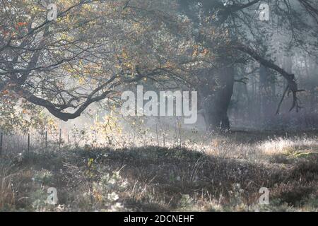 Schöner sonniger nebliger Herbstmorgen im Wald Stockfoto