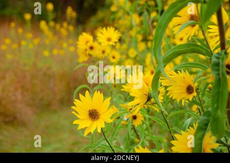 Sonnenblumen in voller Blüte entlang eines Wanderweges in der früh Herbst Stockfoto