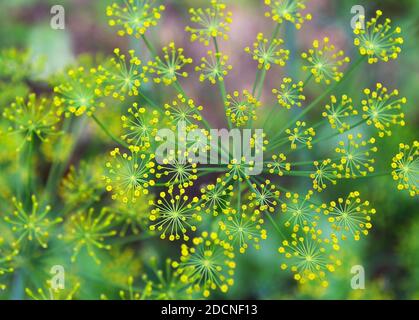 Dill Blumen im Garten an einem Sommertag. Grüner Hintergrund mit Dill- oder Fenchelblüten. Stockfoto