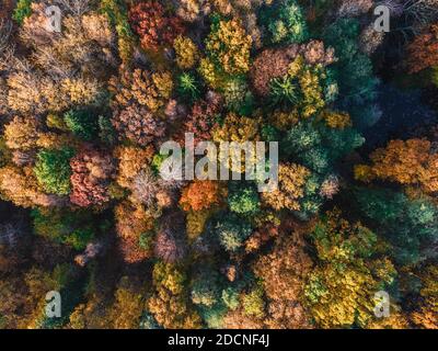 Herbst Wald Luftdrohne Ansicht. Bäume mit bunten orangefarbenen, roten, gelben und grünen Blättern. Naturkonzept Stockfoto