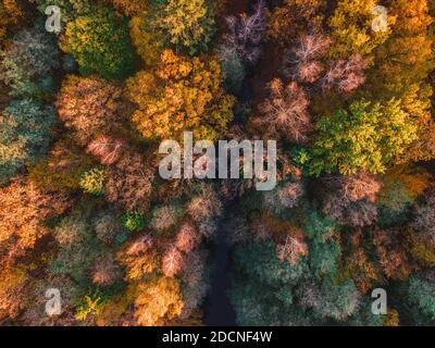 Luftaufnahme des schönen Herbstwaldes. Schöne Landschaft mit Bäumen mit grünen, roten und orangefarbenen Blättern. Draufsicht von fliegender Drohne Stockfoto