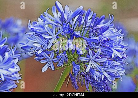 Agapanthus Pflanze in Blüte Stockfoto