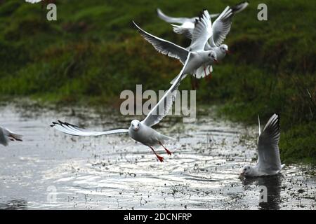 Braunton Marsh, Braunton, North Devon, Großbritannien. November 2020. Möwen werden von Braunton Marsh gefüttert. Quelle: Natasha Quarmby/Alamy Live News Stockfoto