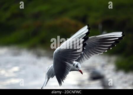 Braunton Marsh, Braunton, North Devon, Großbritannien. November 2020. Möwen werden von Braunton Marsh gefüttert. Quelle: Natasha Quarmby/Alamy Live News Stockfoto