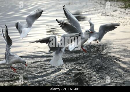 Braunton Marsh, Braunton, North Devon, Großbritannien. November 2020. Möwen werden von Braunton Marsh gefüttert. Quelle: Natasha Quarmby/Alamy Live News Stockfoto