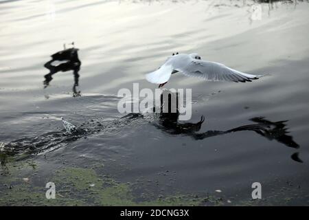 Braunton Marsh, Braunton, North Devon, Großbritannien. November 2020. Möwen werden von Braunton Marsh gefüttert. Quelle: Natasha Quarmby/Alamy Live News Stockfoto