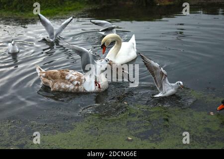 Braunton Marsh, Braunton, North Devon, Großbritannien. November 2020. Möwen werden von Braunton Marsh gefüttert. Quelle: Natasha Quarmby/Alamy Live News Stockfoto