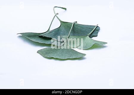 Ginkgo Biloba Blätter isolierten auf weißen Hintergrund Stockfoto