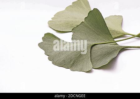Ginkgo Biloba Blätter isolierten auf weißen Hintergrund Stockfoto