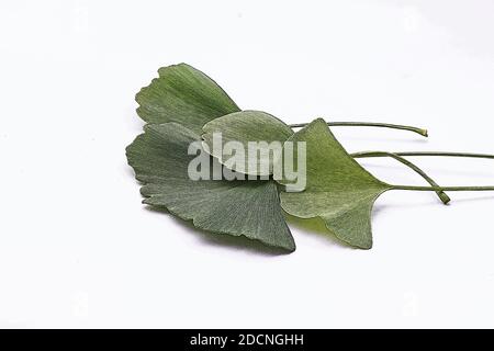 Ginkgo biloba Blätter auf weißem Hintergrund Stockfoto